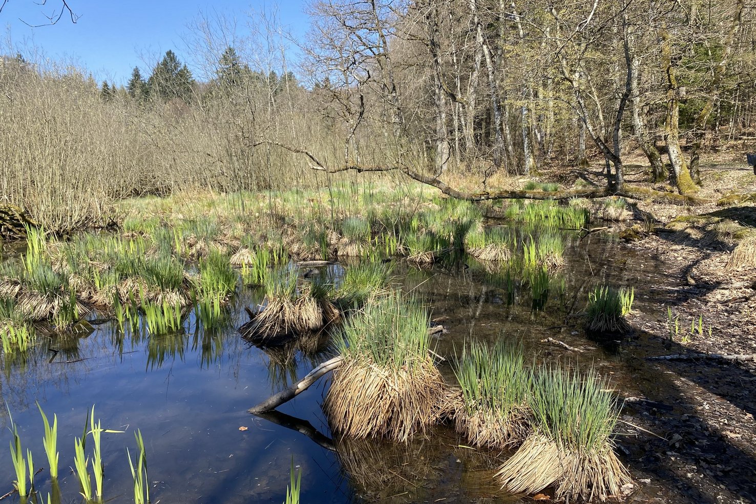 Le Canton De Vaud Rejoint LUnion Internationale Pour La Conservation