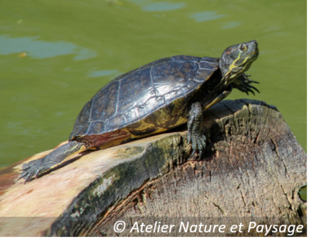 Tortue de Floride