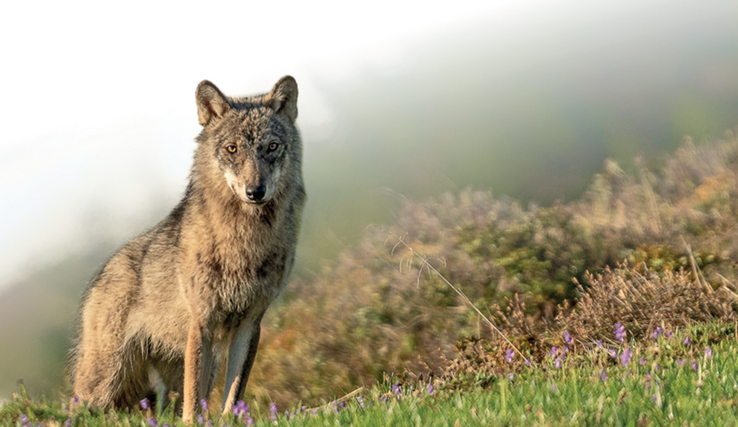 Le plan compte intensifier le monitoring et le suivi local du loup, et approfondir les connaissances sur le comportement du prédateur, notamment en milieu pastoral. 