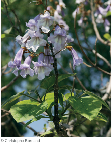 Paulownia