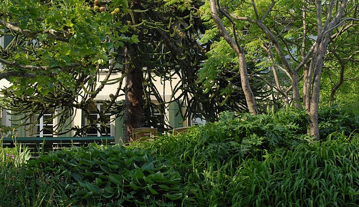 Photo d'un jardin extrêmement verdoyant avec des arbres d'essences variées et une maison ancienne en arrière-plan.