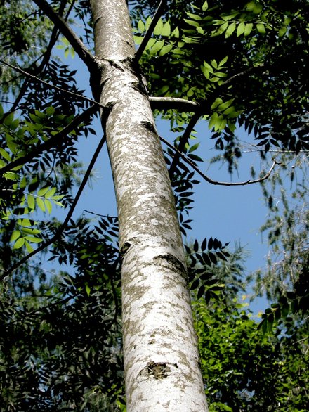 arbre à déterminer