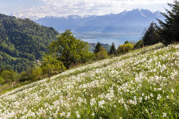 Un champ couvert de narcisses au-dessus de Montreux. Au fond, les Dents-du-Midi et le Léman.