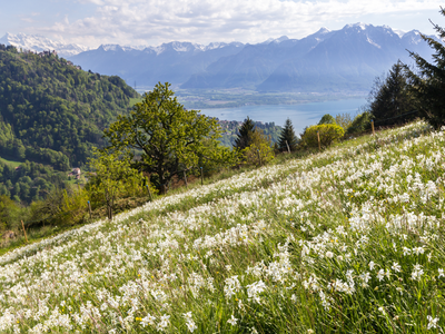 Un champ couvert de narcisses au-dessus de Montreux. Au fond, les Dents-du-Midi et le Léman.