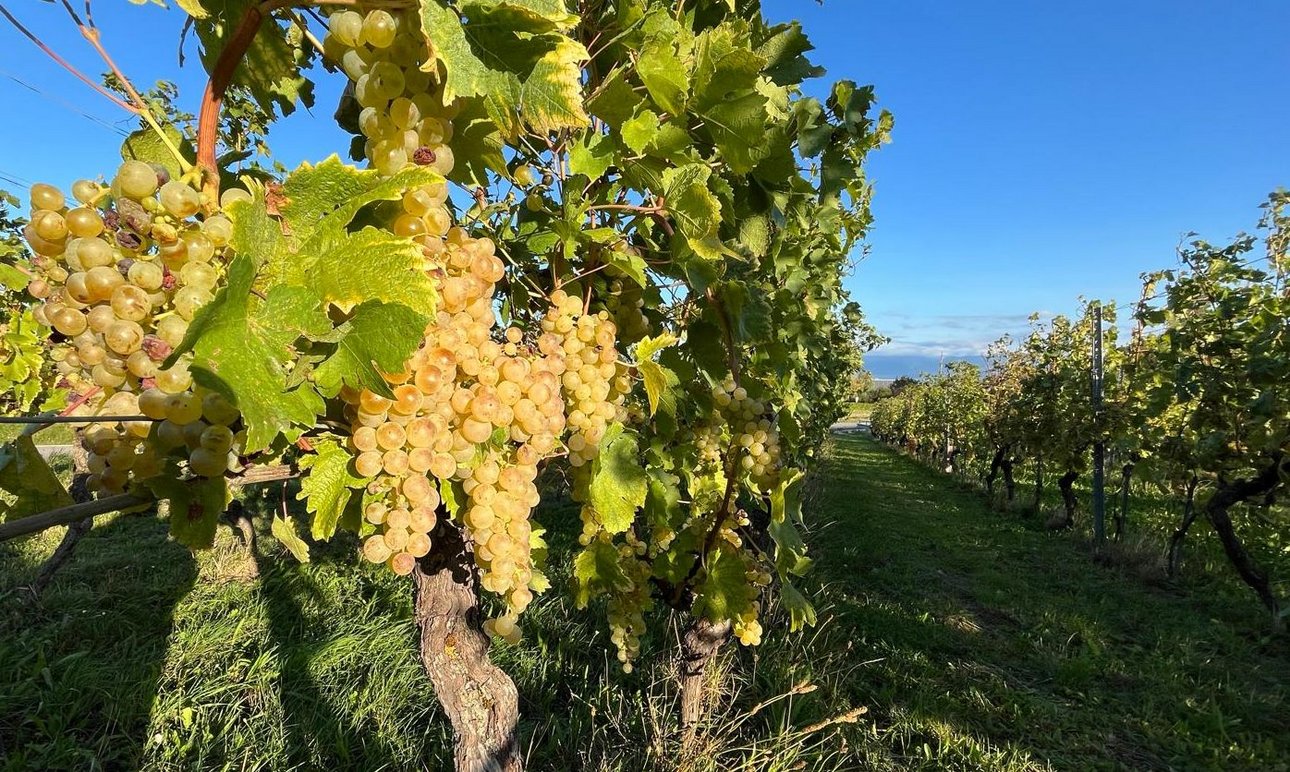 Vignes à Rolle