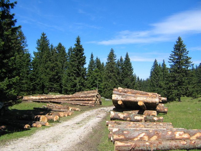 Pile de bois