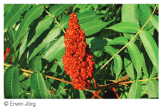 Sumac