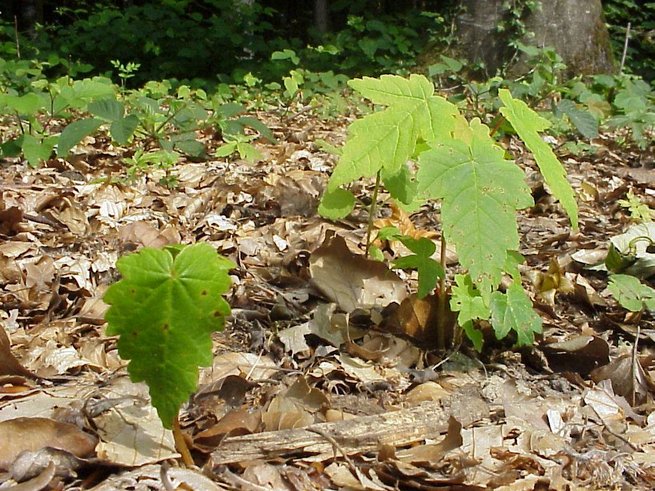 Germination de l'érable