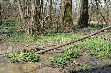 Forêt humide