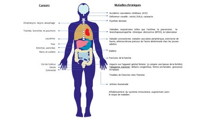 Schéma métabolisme