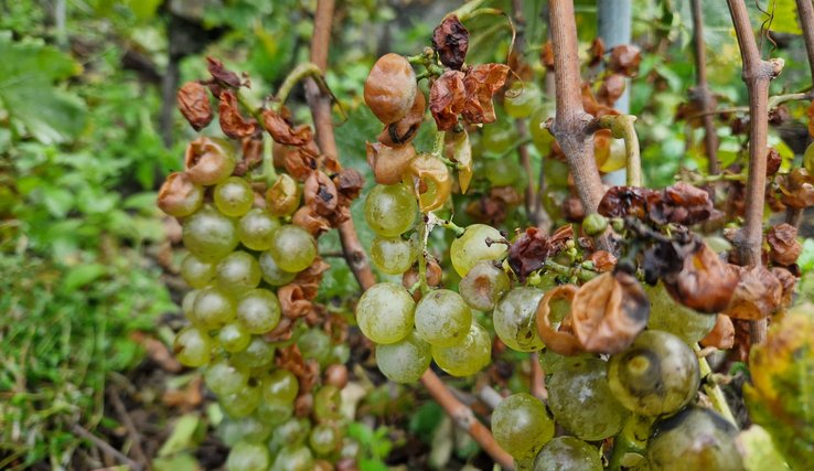 Détail de la vigne