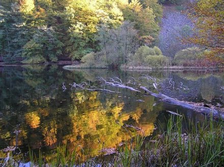 Des arbres morts couchés dans l'eau favorisent l'écomorphologie, les poissons n'étant pas les seuls à en profiter