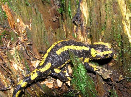 Salamandre tachetée sur une souche pourrie