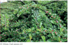 Cotoneaster horizontal