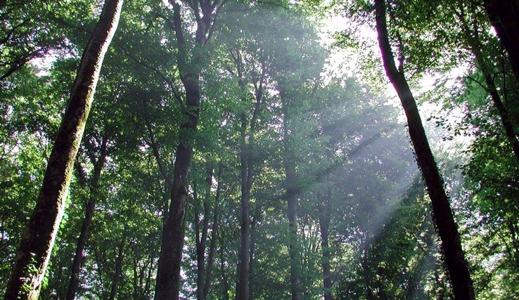 vue d'un sous bois verdoyant et rayons de lumière tombant des branches