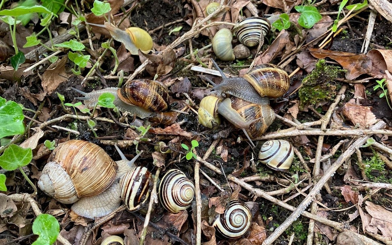 Escargot