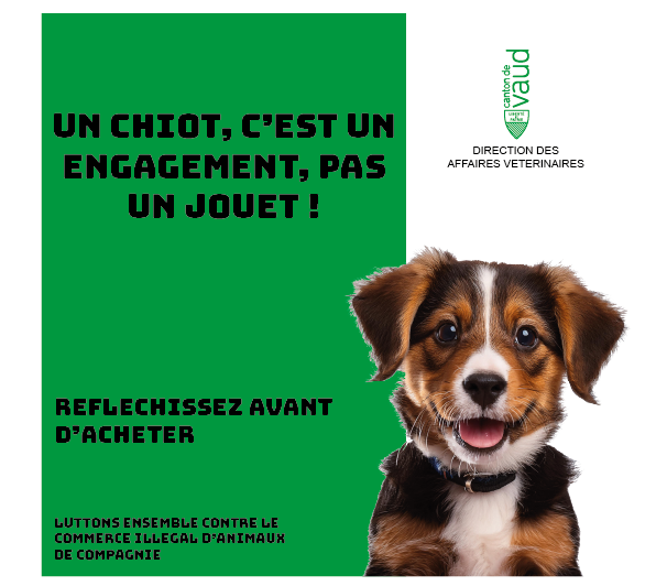 un chiot, c'est un engagement pas un jouet