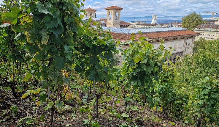 Vue depuis les vignes du Parlement