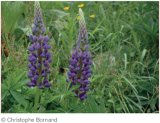 Lupin a folioles nombreuses