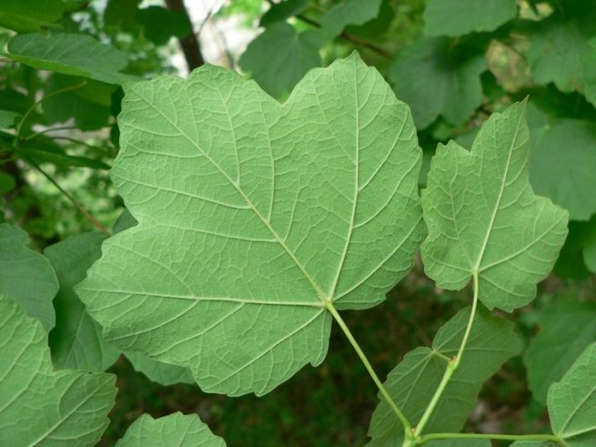 Erable à feuilles d’obier (©Mathieu Menand, Tela Botanica)