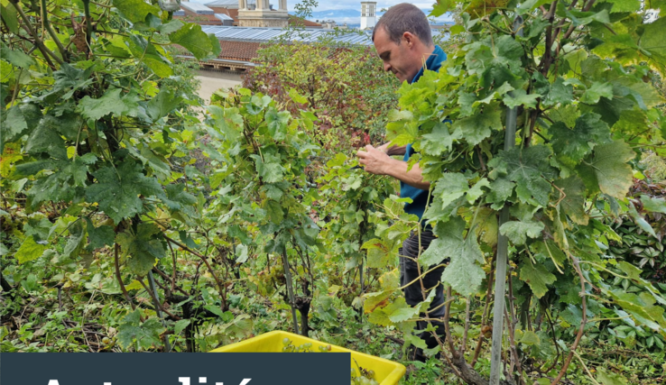 Vendanges des vignes du parlement