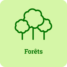 Forêts